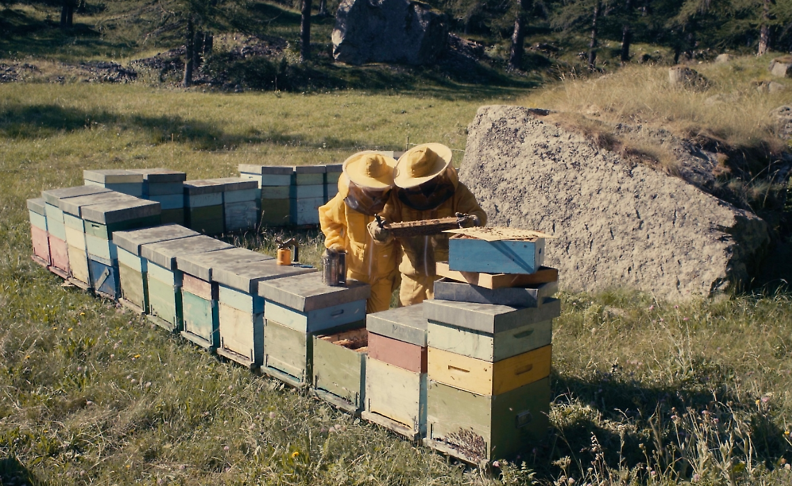 Giornata Mondiale delle Api: prima italiana del film “Il sogno basterà?” in Canavese