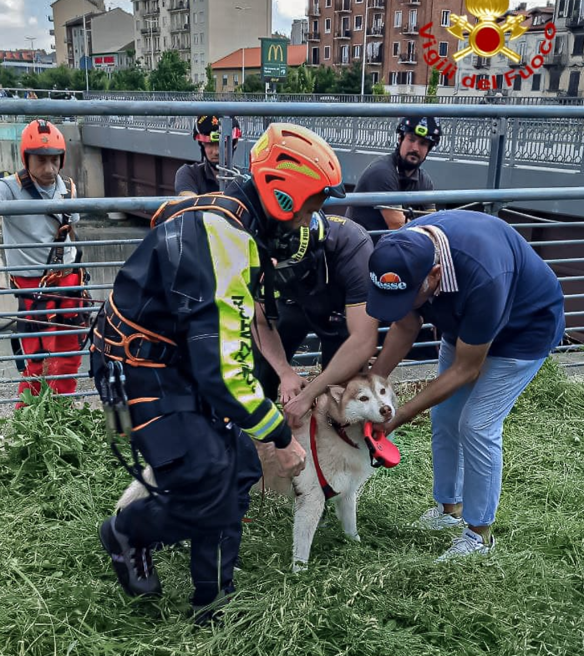 Torino, cane finisce nella Dora e viene strappato alla corrente dai soccorritori