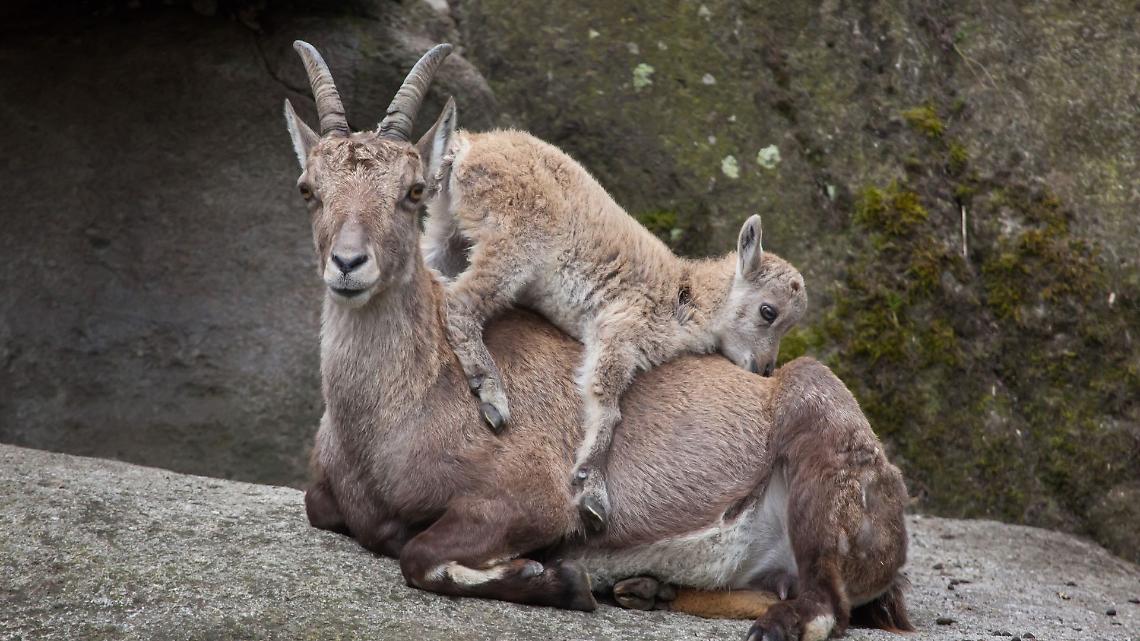 Troppa gentilezza fa male agli animali