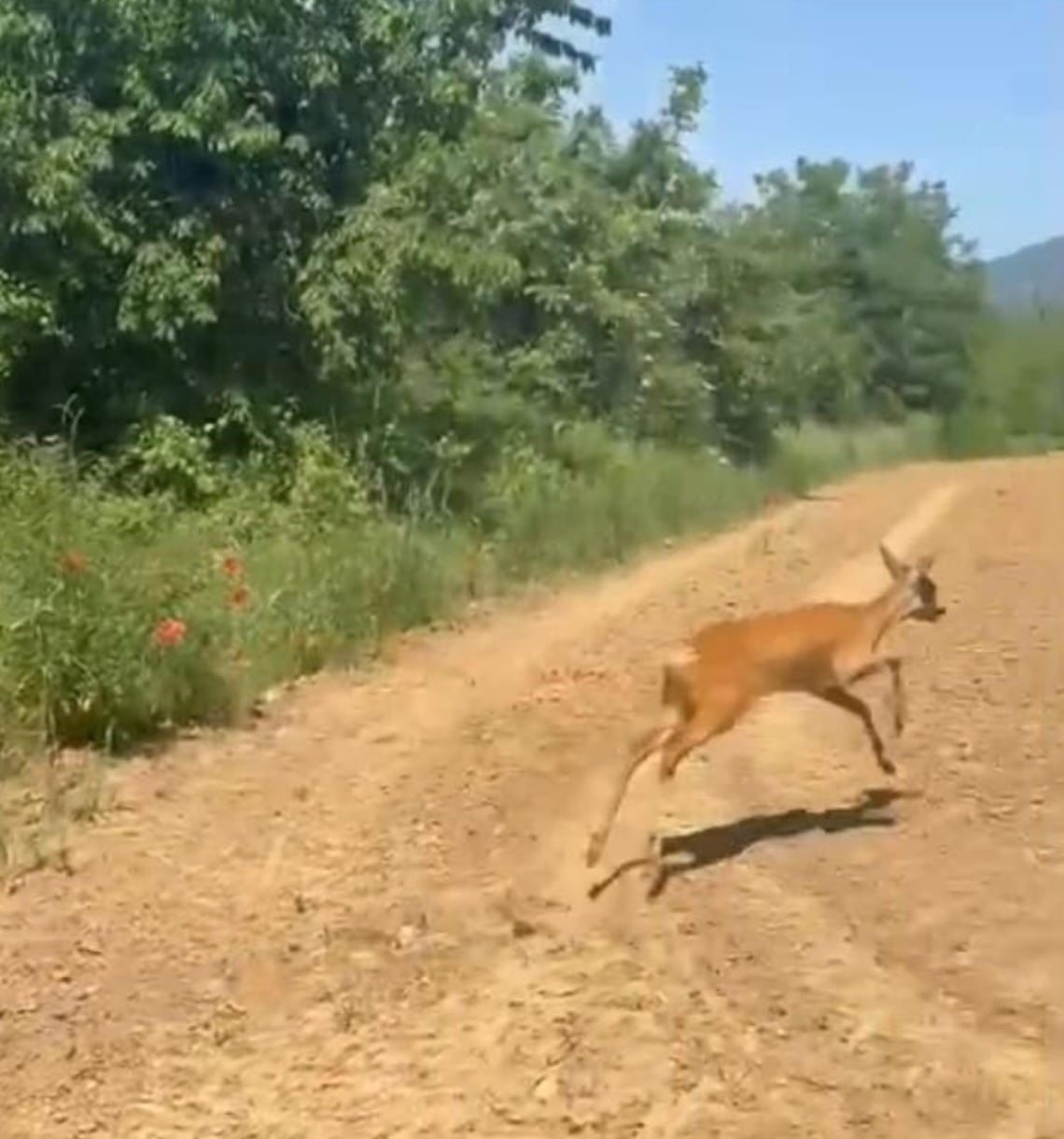 Capriolo in fuga a Moncalieri: un salto tra gli orti e poi la libertà