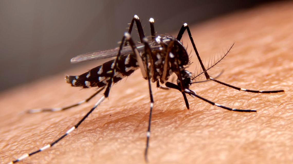 Zanzare e virus