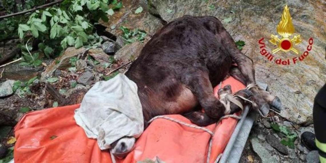 Dramma e salvataggio nel Vco: un bovino sopravvive al torrente di Calasca Castiglione