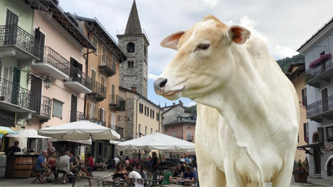 Mucche in fuga a Limone Piemonte: un'avventura al terzo piano di un condominio