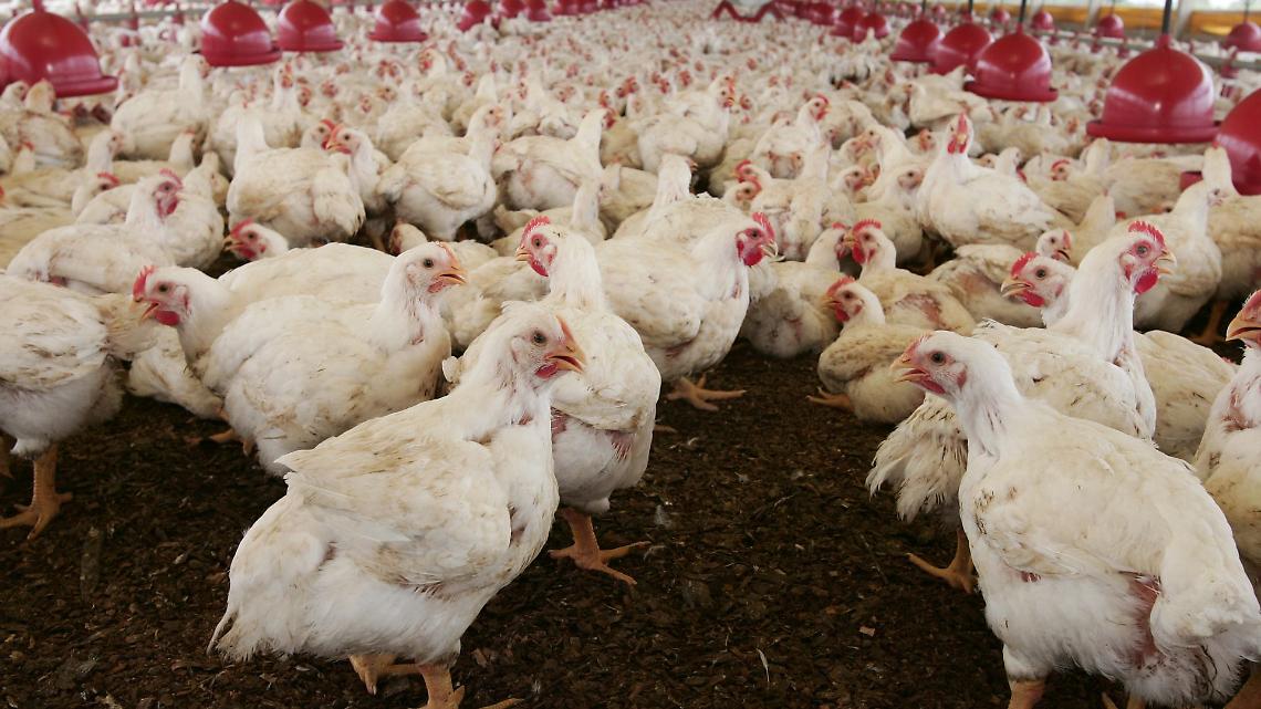 Maxi-allevamento nel Vercellese, Slow Food all’attacco