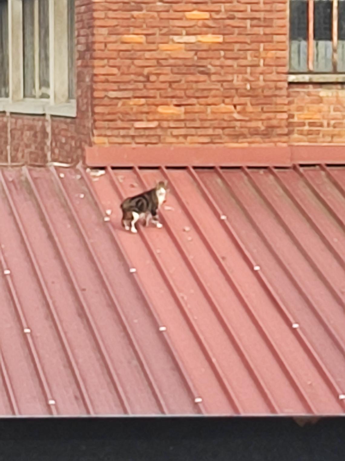 Un gattino bloccato sui tetti da 9 giorni. L’appello dei residenti: “Aiutatelo prima che sia troppo tardi”