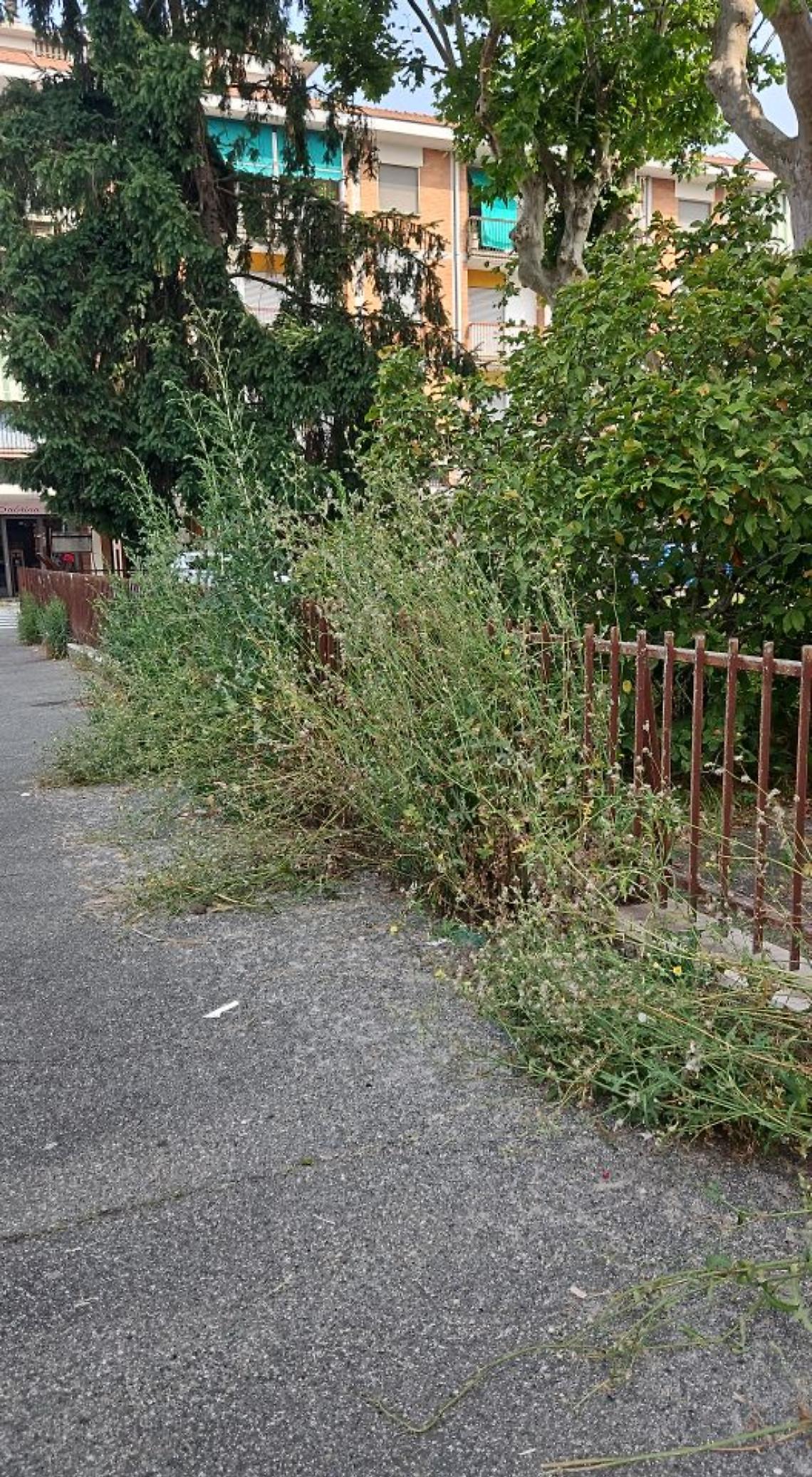 Il marciapiede è del Comune. L’erba no...