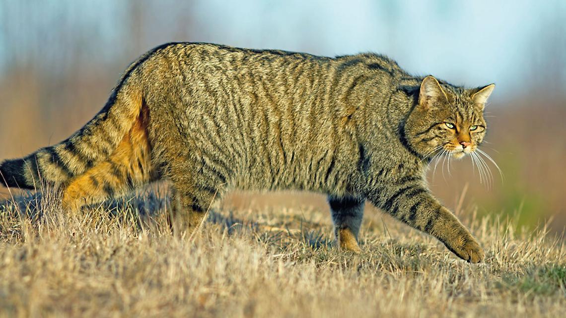 gatto sarvago