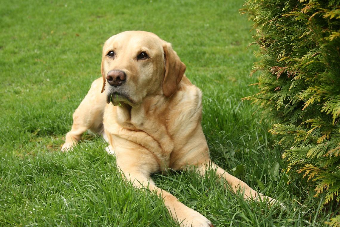 Labrador salvato in extremis da cittadini e soccorritori