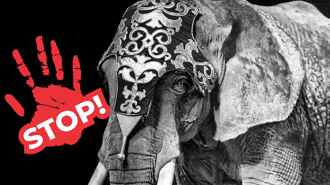 Stop agli animali nei circhi