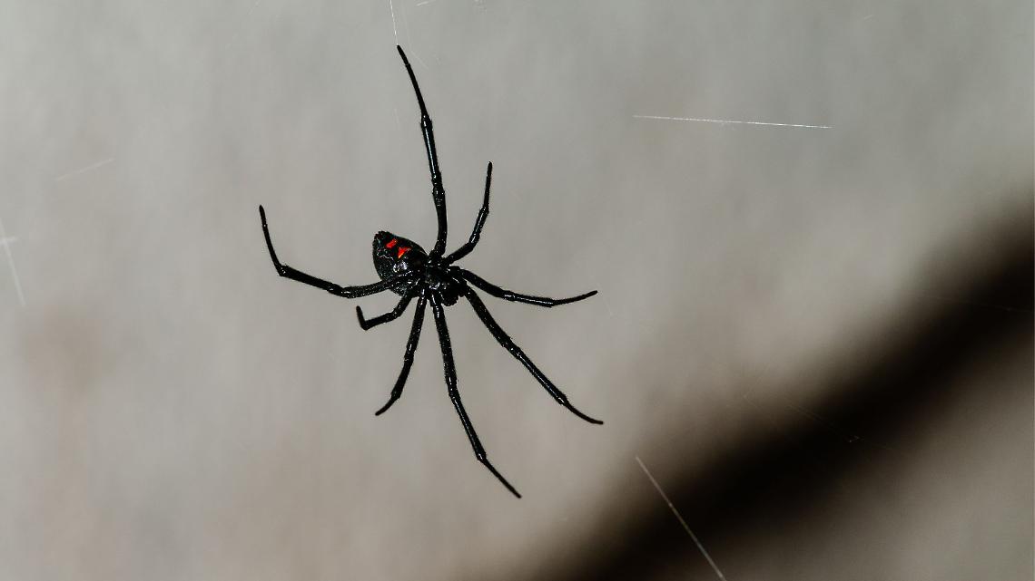 Aracnofobia e natura sorprendente