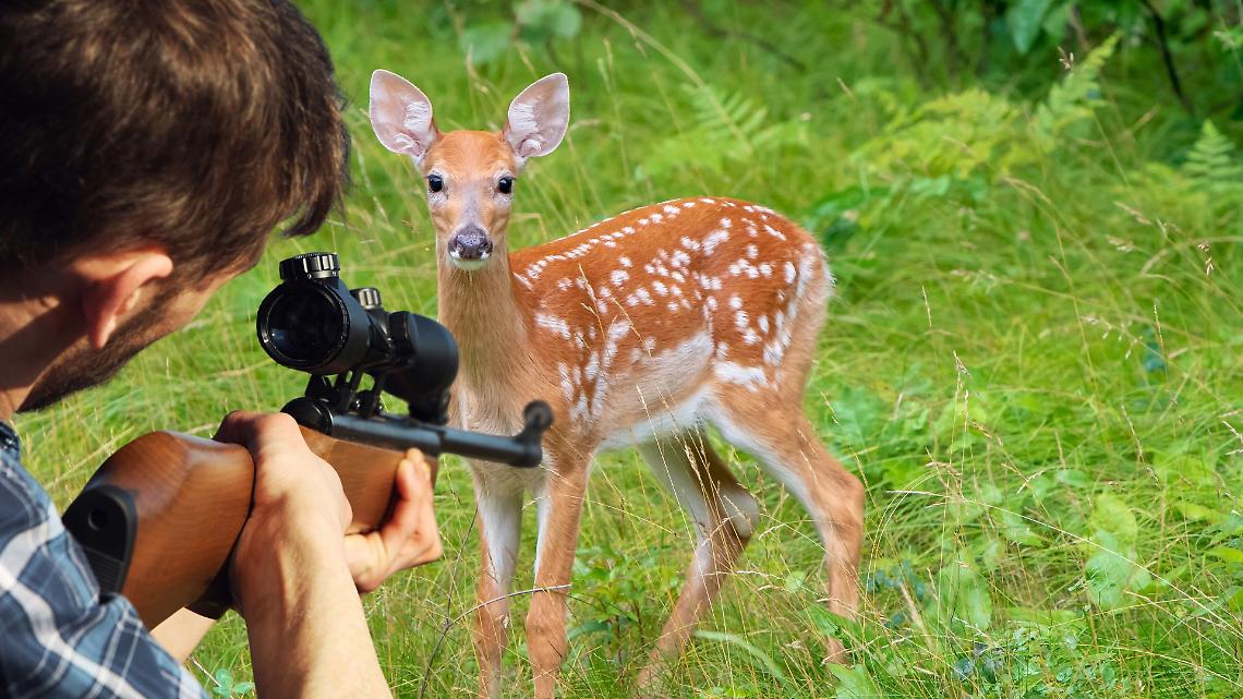  Il Ddl sulla caccia è un attacco a natura e cittadini: 46 sigle chiedono lo stop al provvedimento Lollobrigida