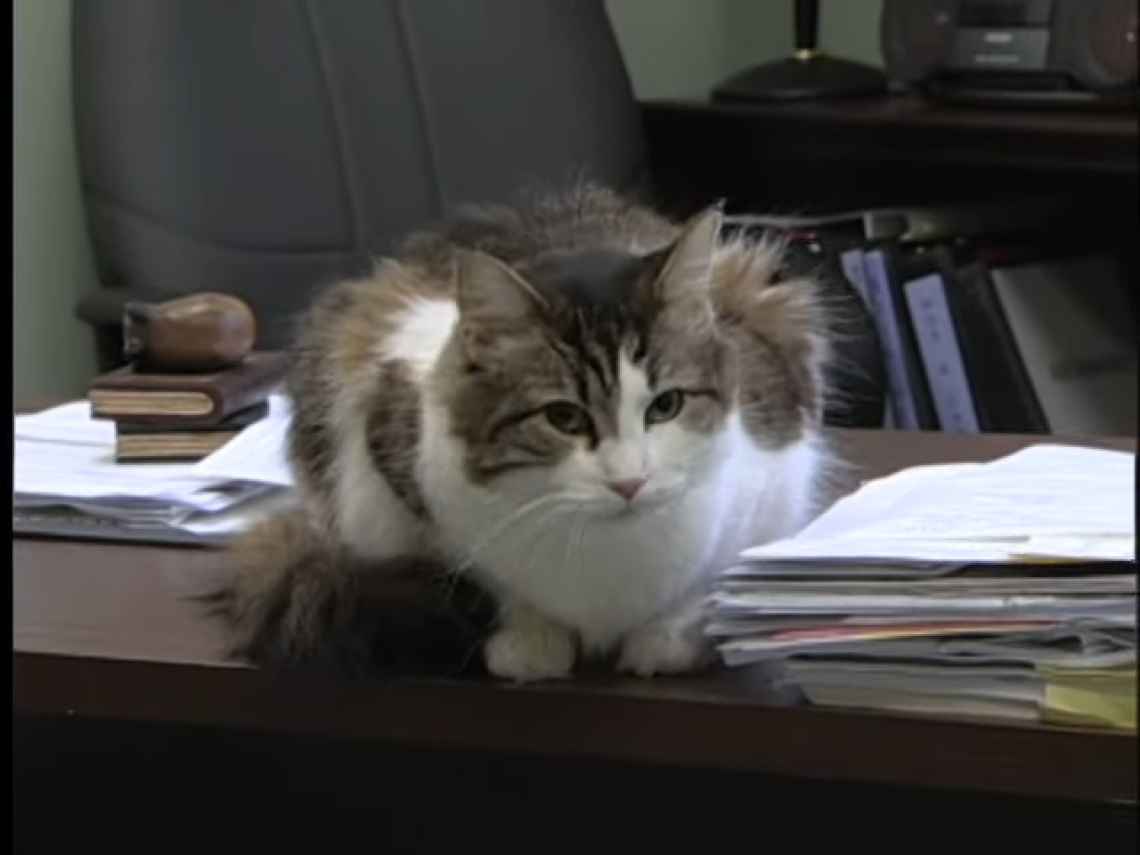 Un gatto, cinquanta vite, un mistero che consola 