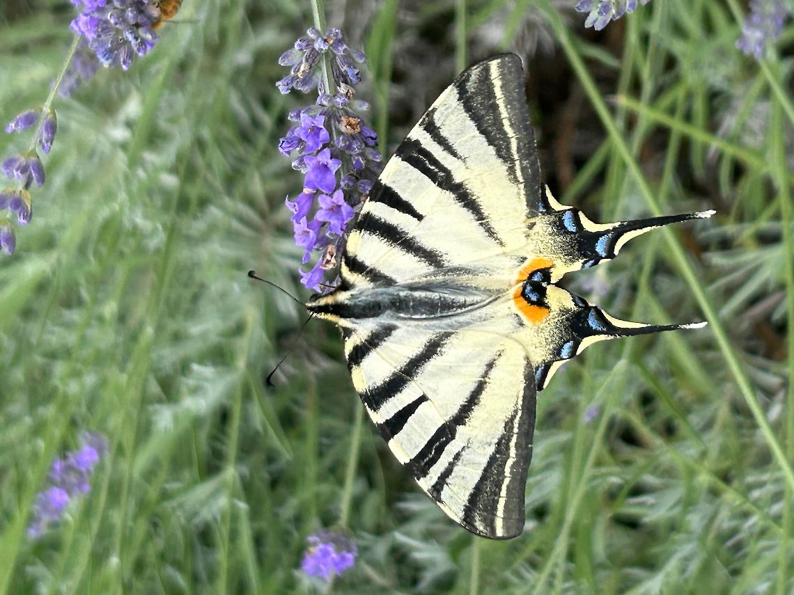 Abbraccia il cambiamento, naturalmente!