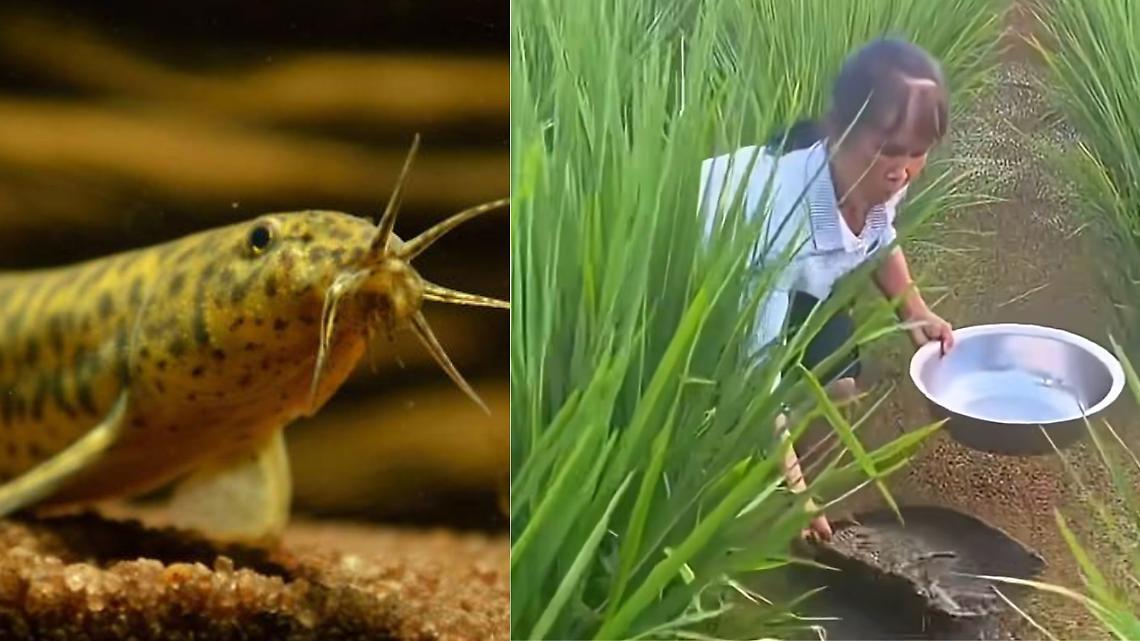 Il cobite da stagno, capace di sopravvivere senz’acqua e riprodursi da solo