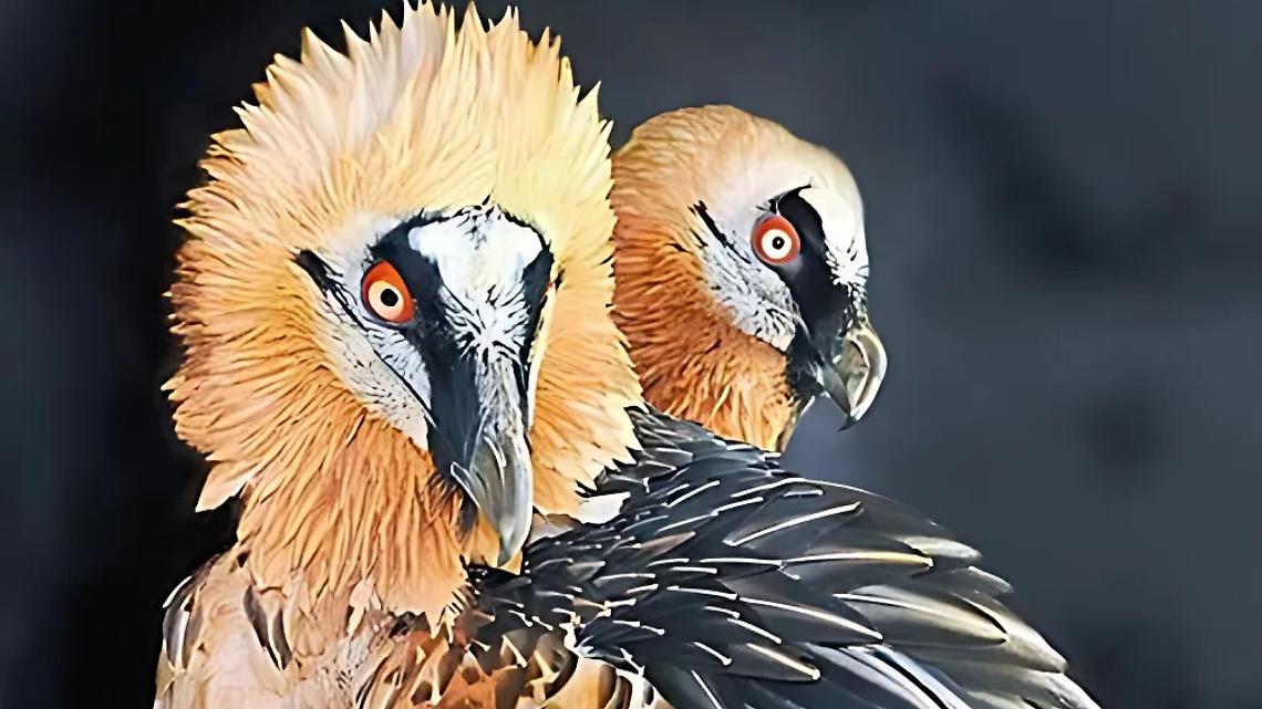 Un nuovo nome per il giovane gipeto delle Alpi Marittime: il sondaggio che coinvolge tutti 