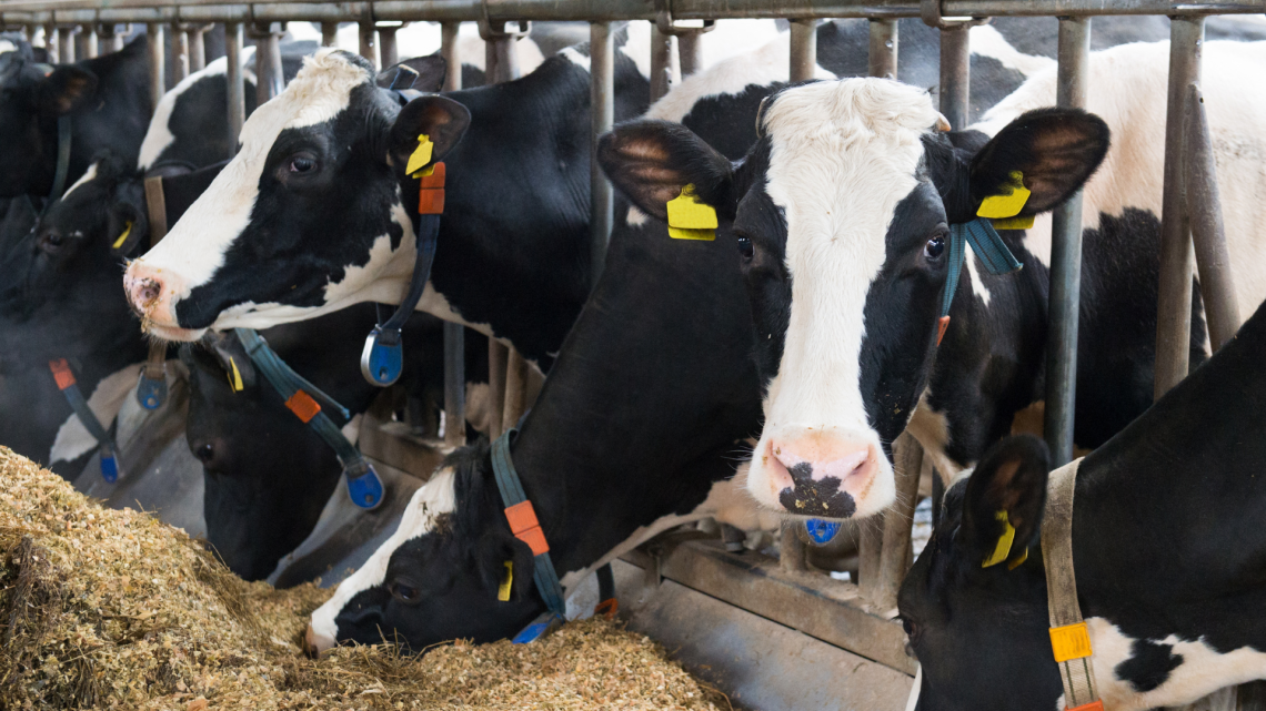 Caldo nelle stalle, Coldiretti lancia l'allarme per gli animali