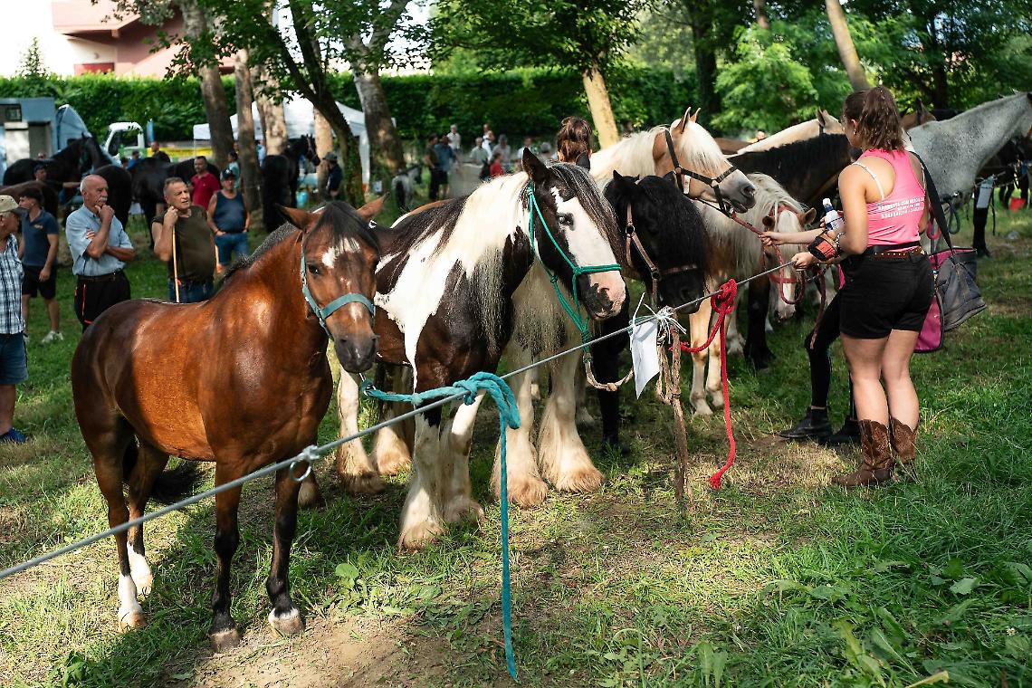 San Savino, tra fritti, cavalli e lamenti: il solito, irresistibile spettacolo eporediese