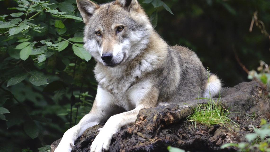 Lupo attacca gregge a Pertusio: paura tra gli allevatori