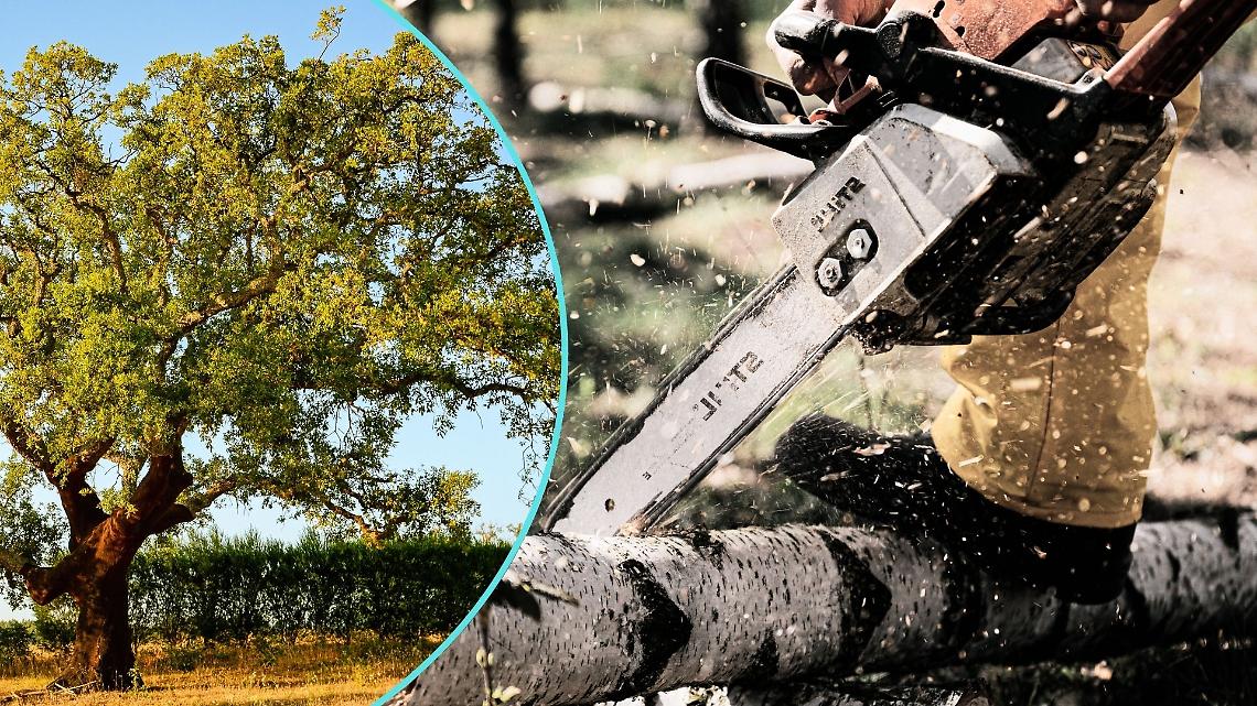 Rivarolo, è polemica sull’abbattimento delle querce