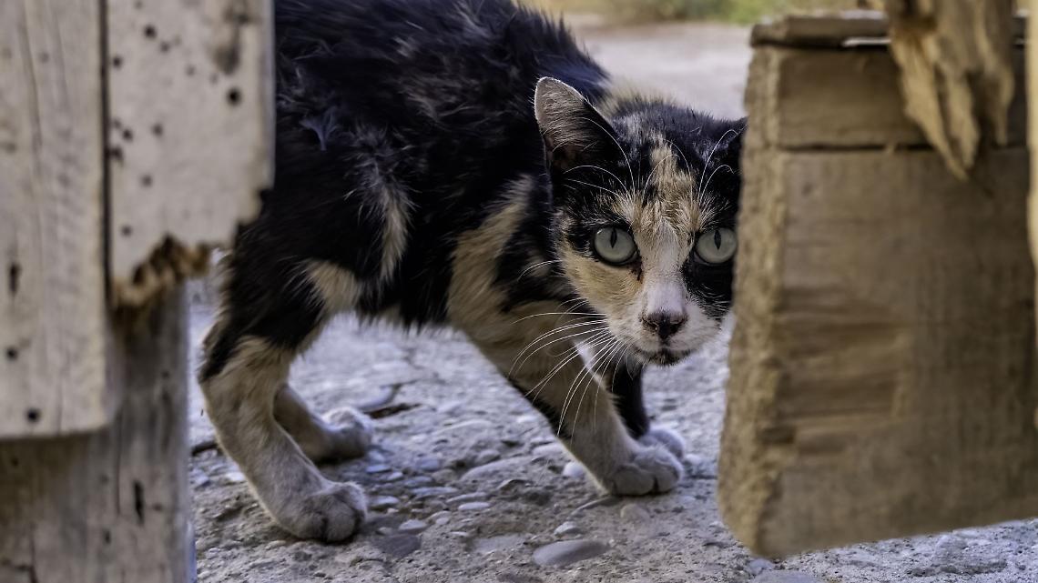 Gatti abbandonati a Borgofranco: l'appello dei volontari per salvare gli animali in pericolo