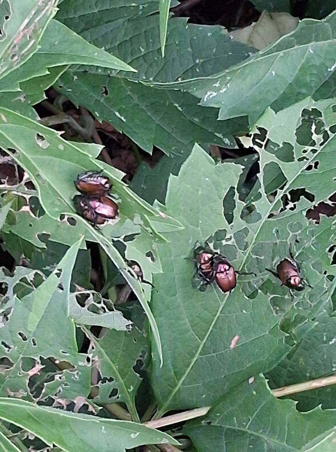 La Popillia Japonica