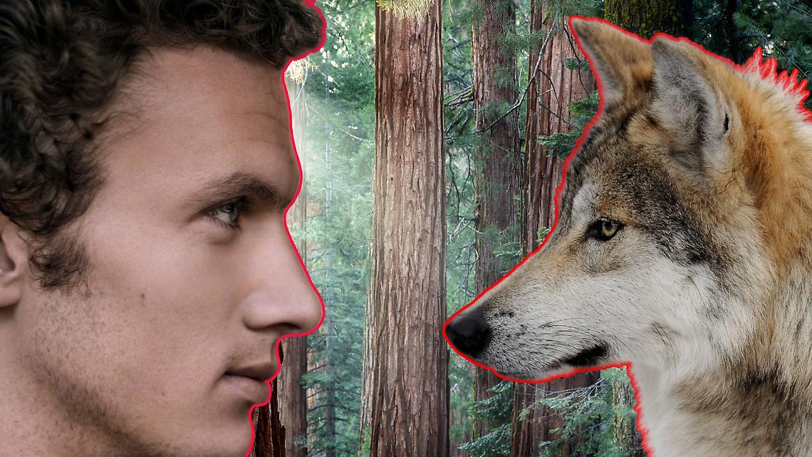 Il Canavese "faccia a faccia" con il lupo