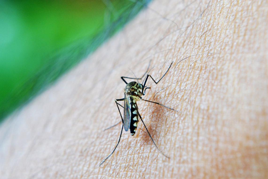 Zanzare infette nel Torinese: West Nile Virus a San Mauro e Caselle. Cos’è e come difendersi