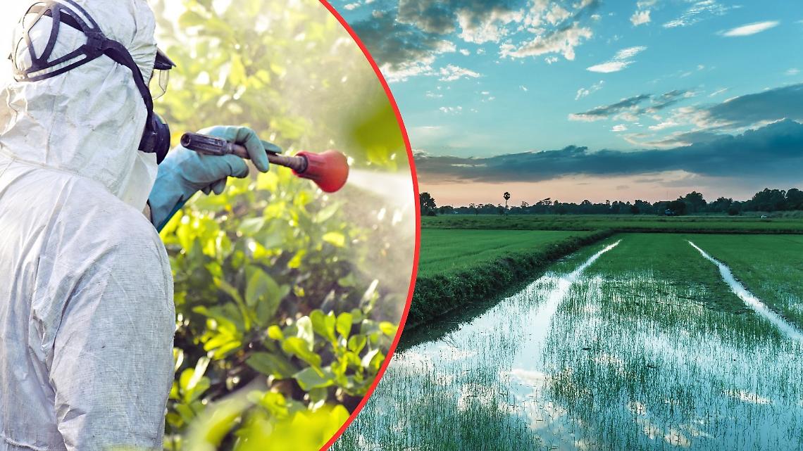 Allerta pesticidi nel riso