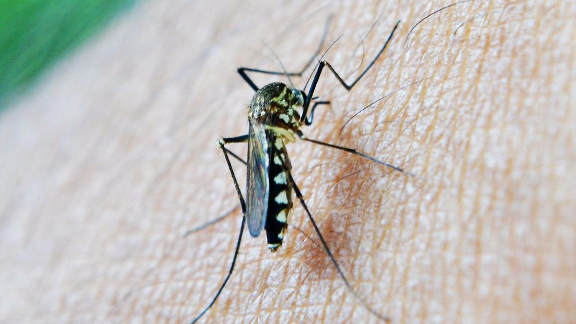 West Nile torna a colpire
