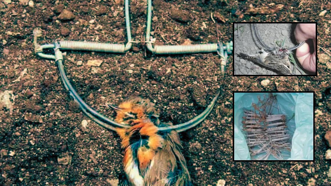 Pinerolo, trappole illegali per uccelli
