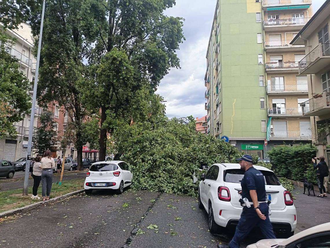 Paura per un albero caduto a Torino