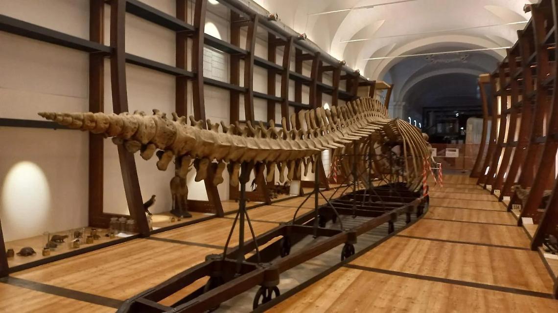 Un agosto tra balene, fossili e dinosauri: il Museo delle Scienze di Torino apre gratis per tutti