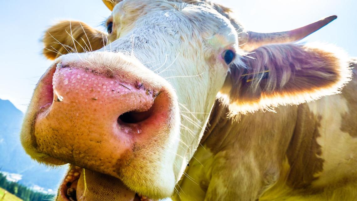 Fuga bovina a San Giusto Canavese