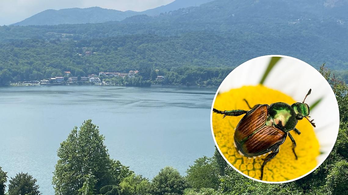Avigliana, scatta l’allarme per lo scarabeo giapponese: cosa fare se lo incontri