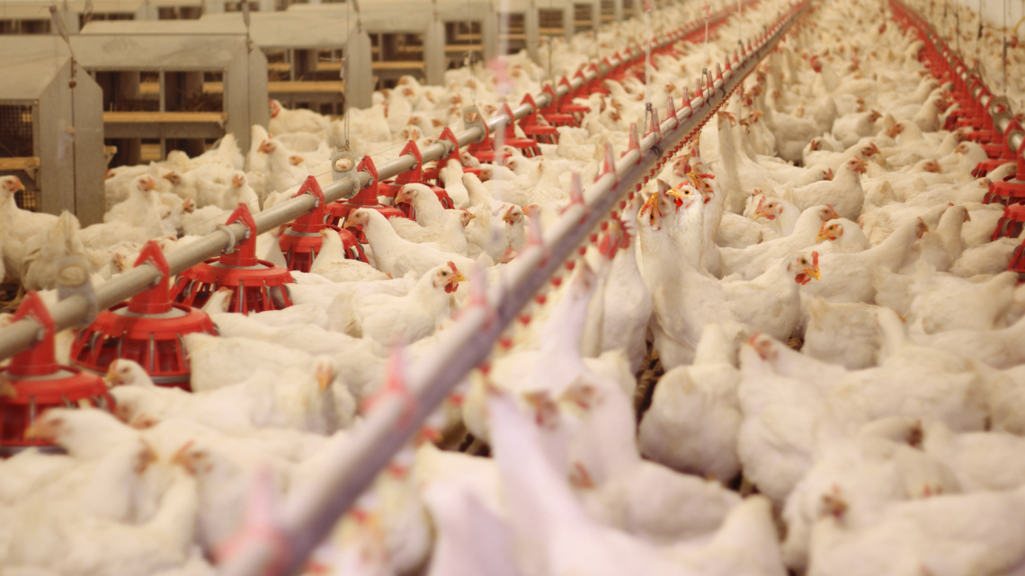 274 mila galline chiuse in capannone ad Arborio: scatta la diffida. “È un lager industriale nel cuore delle risaie”