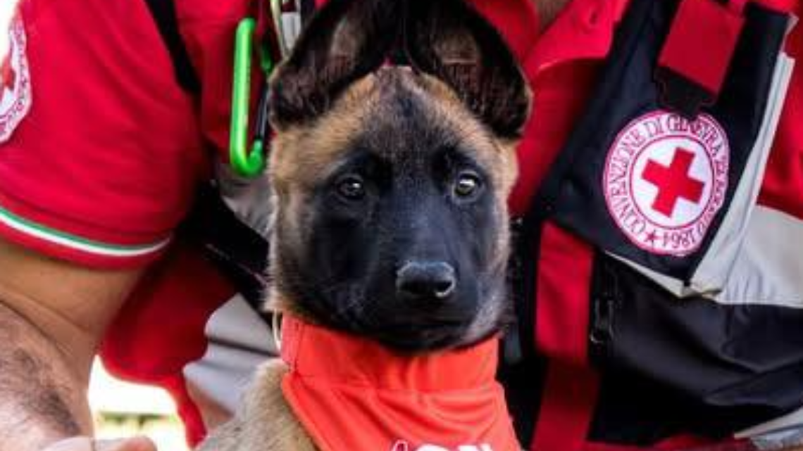 Cani abbandonati d’estate: l’appello della Croce Rossa parte da Mappano