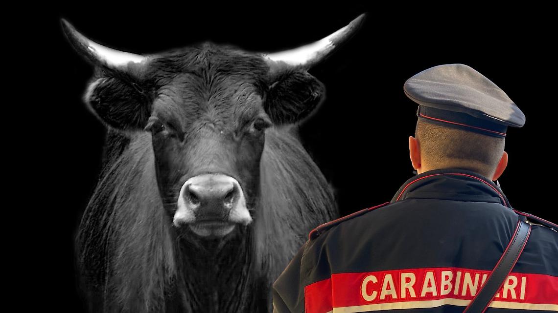 Allevatore aggredito a testate da un toro: è grave