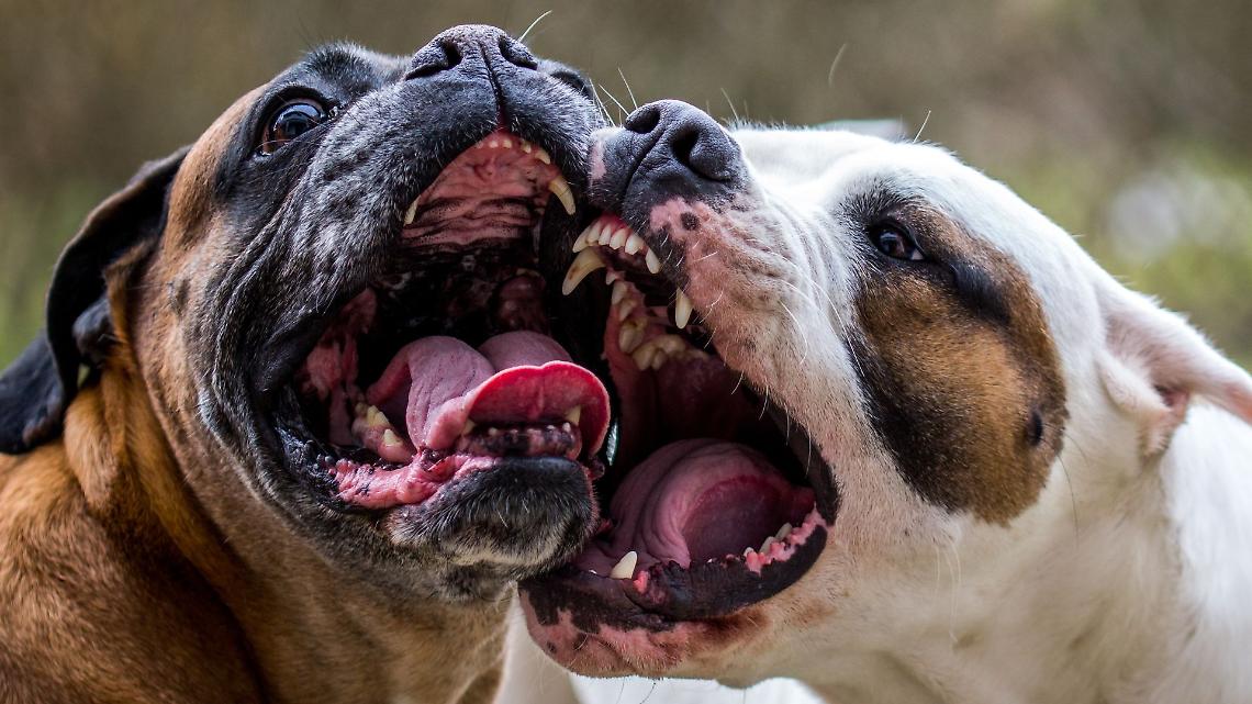 Bar sotto assedio tra fiumi di alcol e risse con i cani. Chiuso dalla Questura