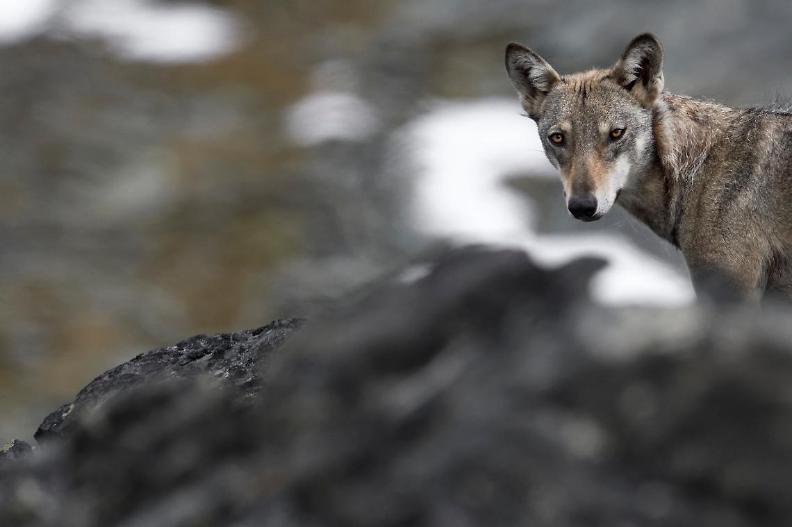 Lupi inseguiti da un drone in Valle di Rhêmes, sfogo social del Parco Gran Paradiso