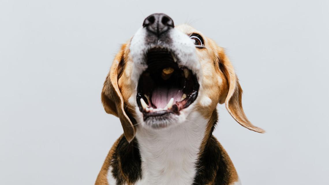 Cuneo, cane gettato dal balcone: quarantenne denunciata per maltrattamento