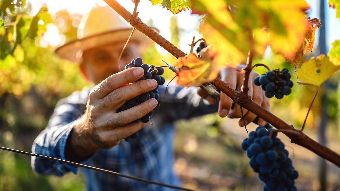Vendemmia 2025 