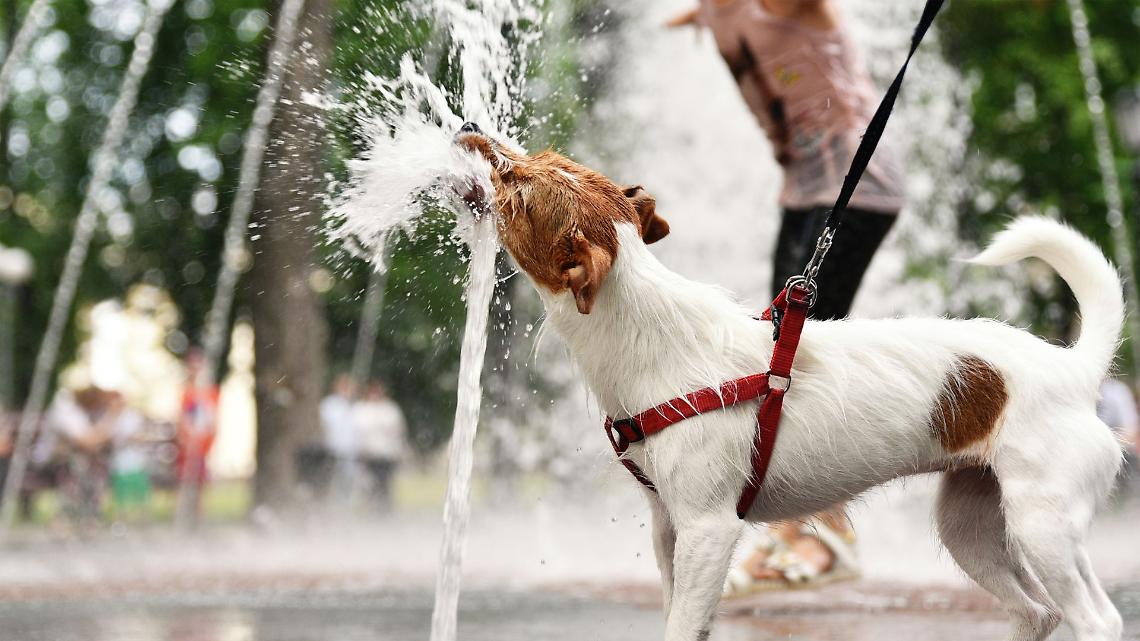 Torino rovente tra notti super tropicali e 40 gradi: attesa svolta meteo dal 20 agosto