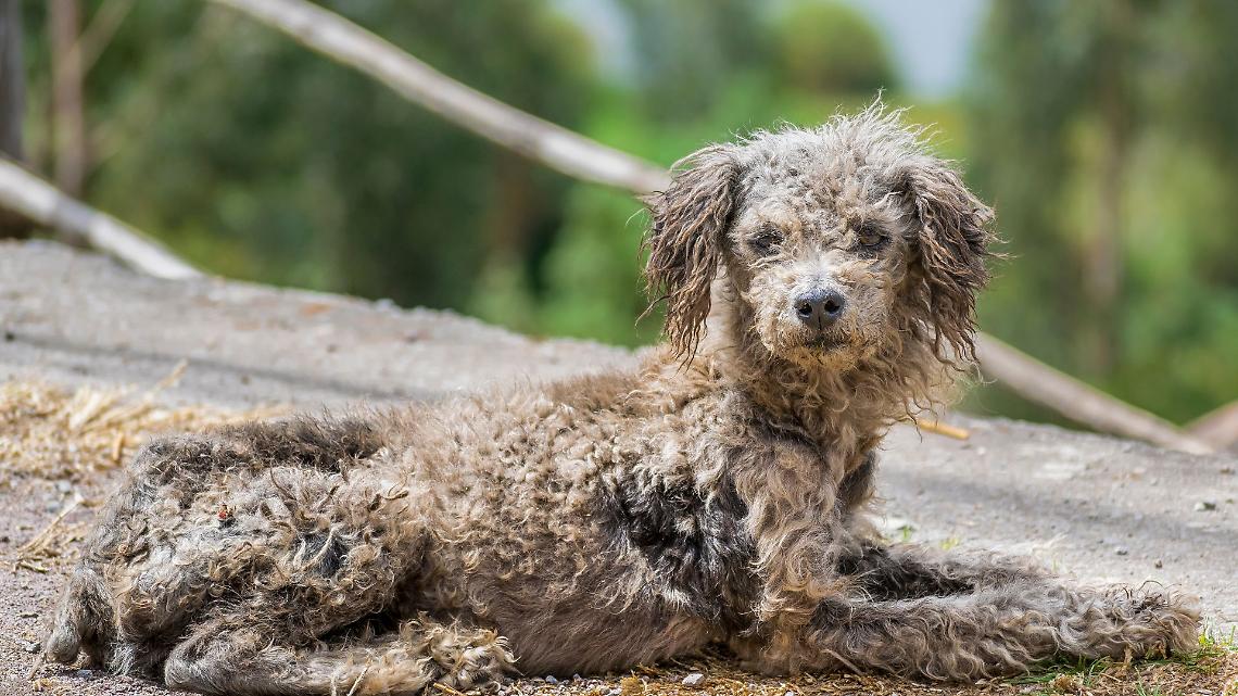 Cane e gatto denutriti e ammalati, intervento guardie Gepa
