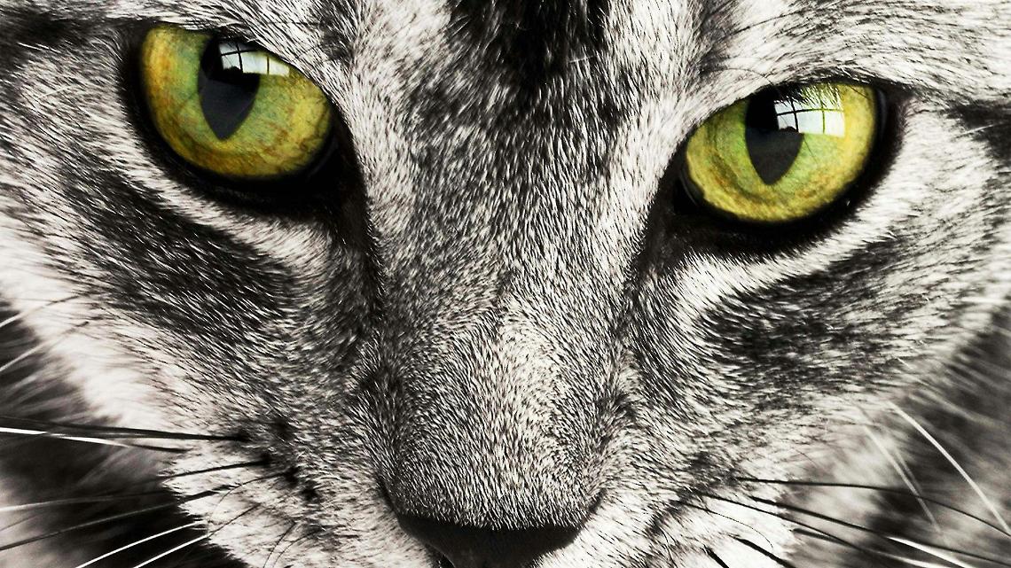 Partito in vacanza senza dire nulla: il vicino pensa al peggio, ma era "solo" la lettiera del gatto