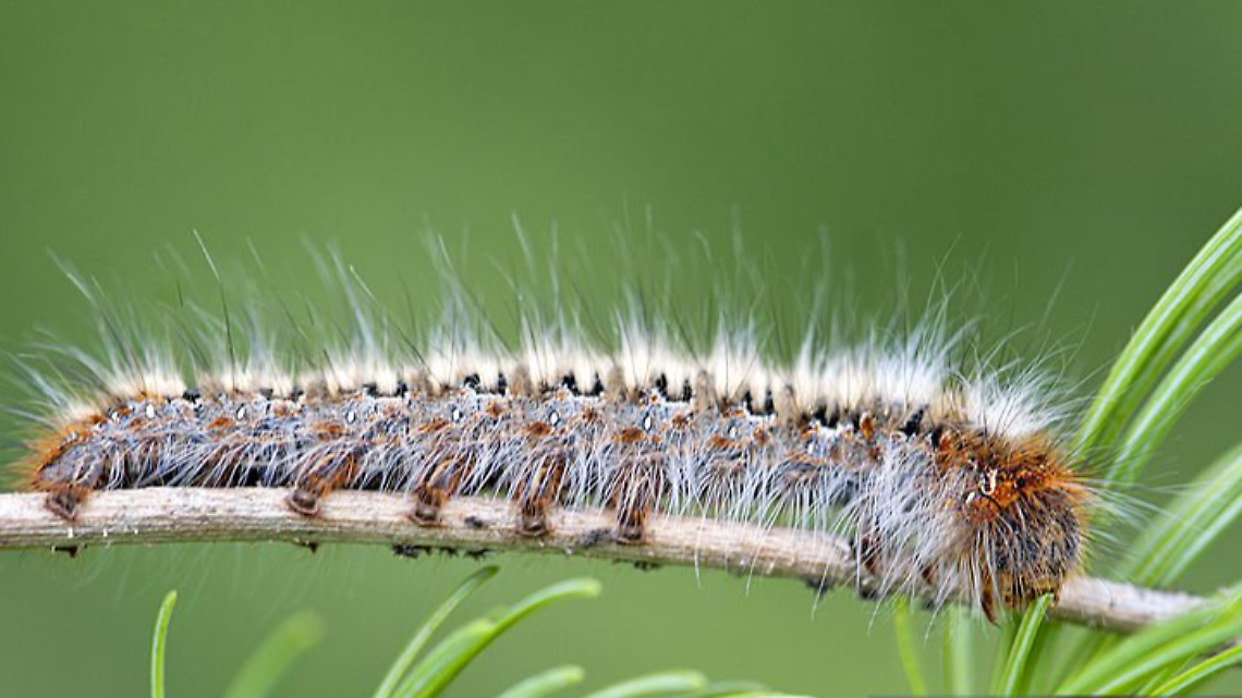 I bruchi invadono Leini ma l’allarme della Processionaria è infondato