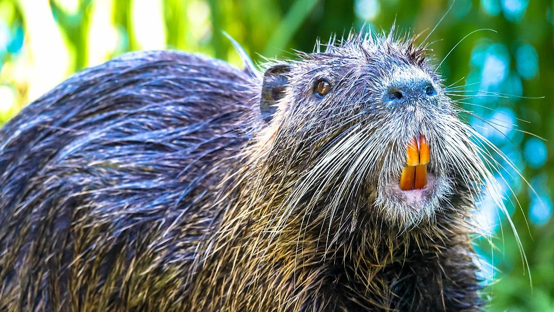 Brandizzo, anziano morso da una nutria: passeggiata finisce al pronto soccorso e il paese si divide