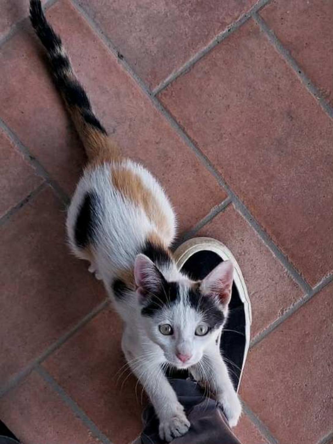Tina, la gattina che ha trasformato solitudine in amore eterno