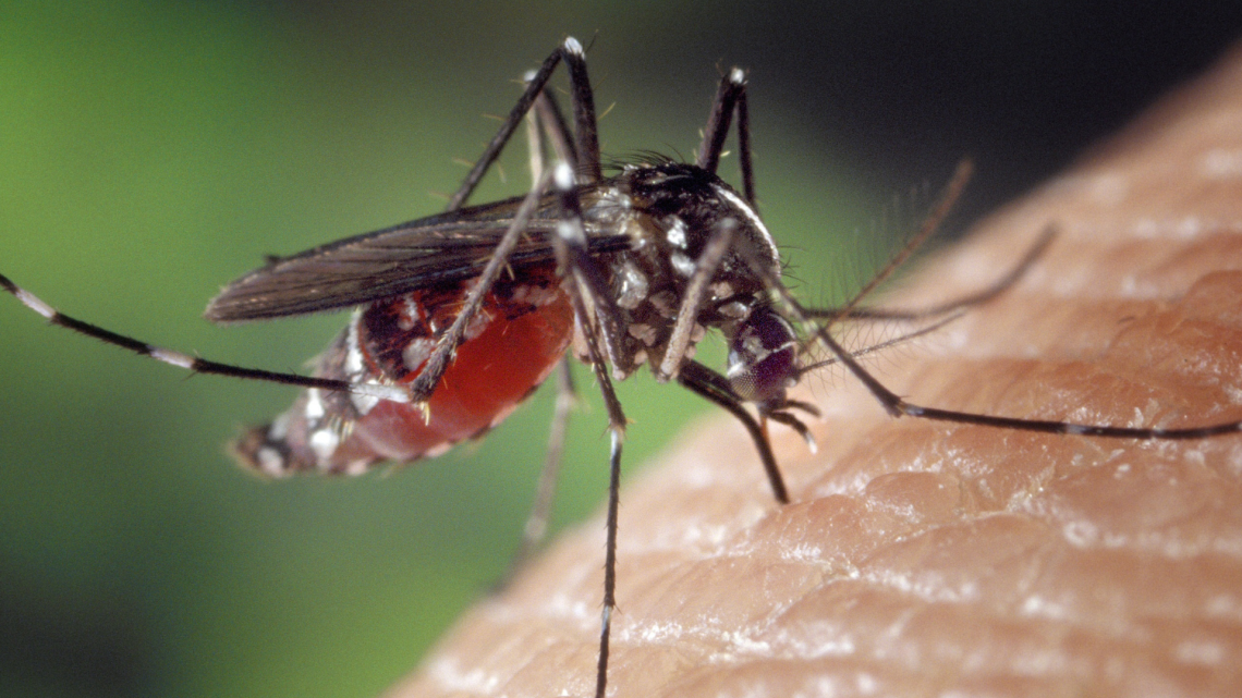 West Nile a Caselle, tra allarme e prevenzione: parla il sindaco, parola agli esperti e all’Avis
