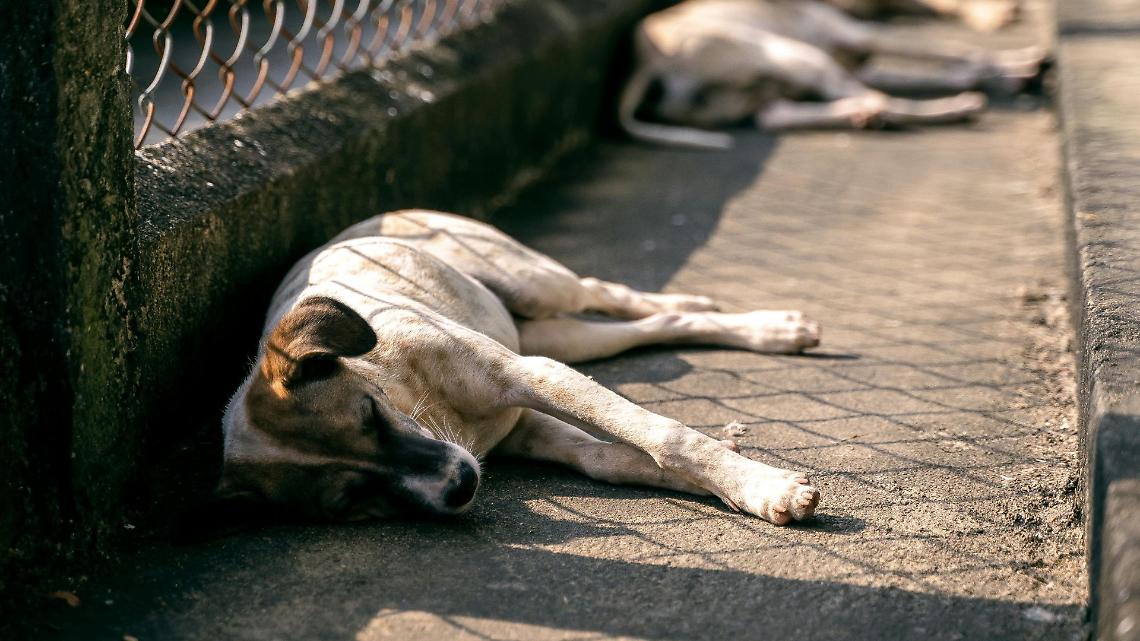 Torino, è emergenza cani abbandonati
