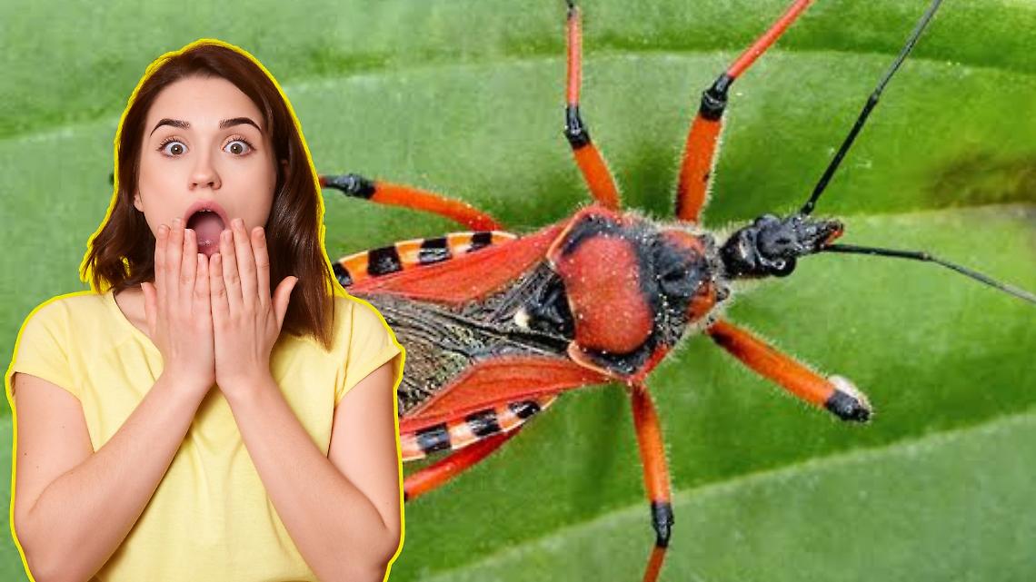 Cimice assassina